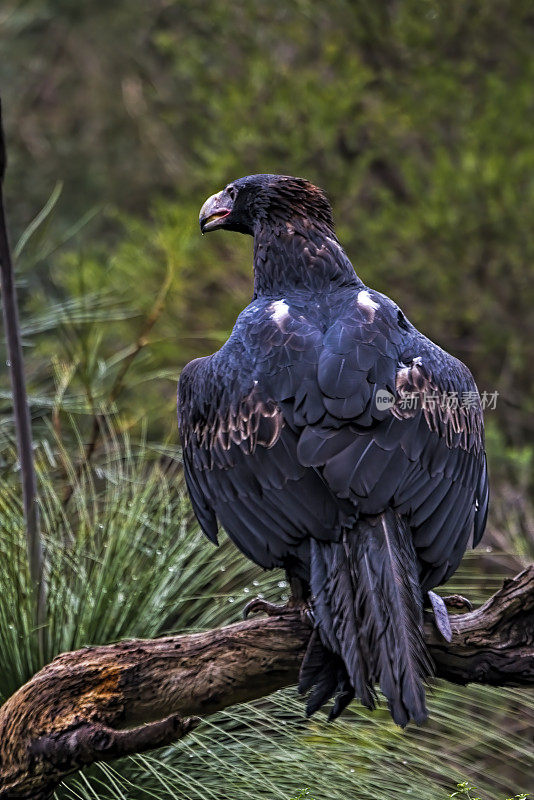 楔尾鹰(Aquila audax)